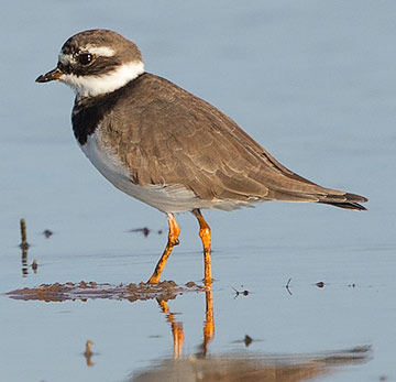 Common Ringed Plover
